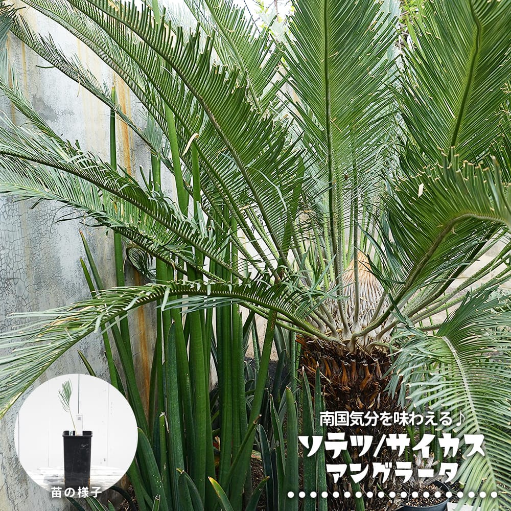 ソテツ アングラータ 