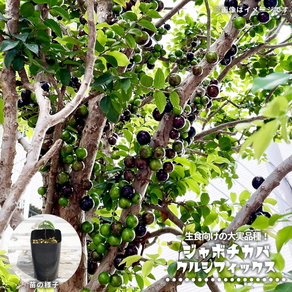 ジャボチカバ クルシフィックス 苗 販売 苗木部 By 花ひろばオンライン