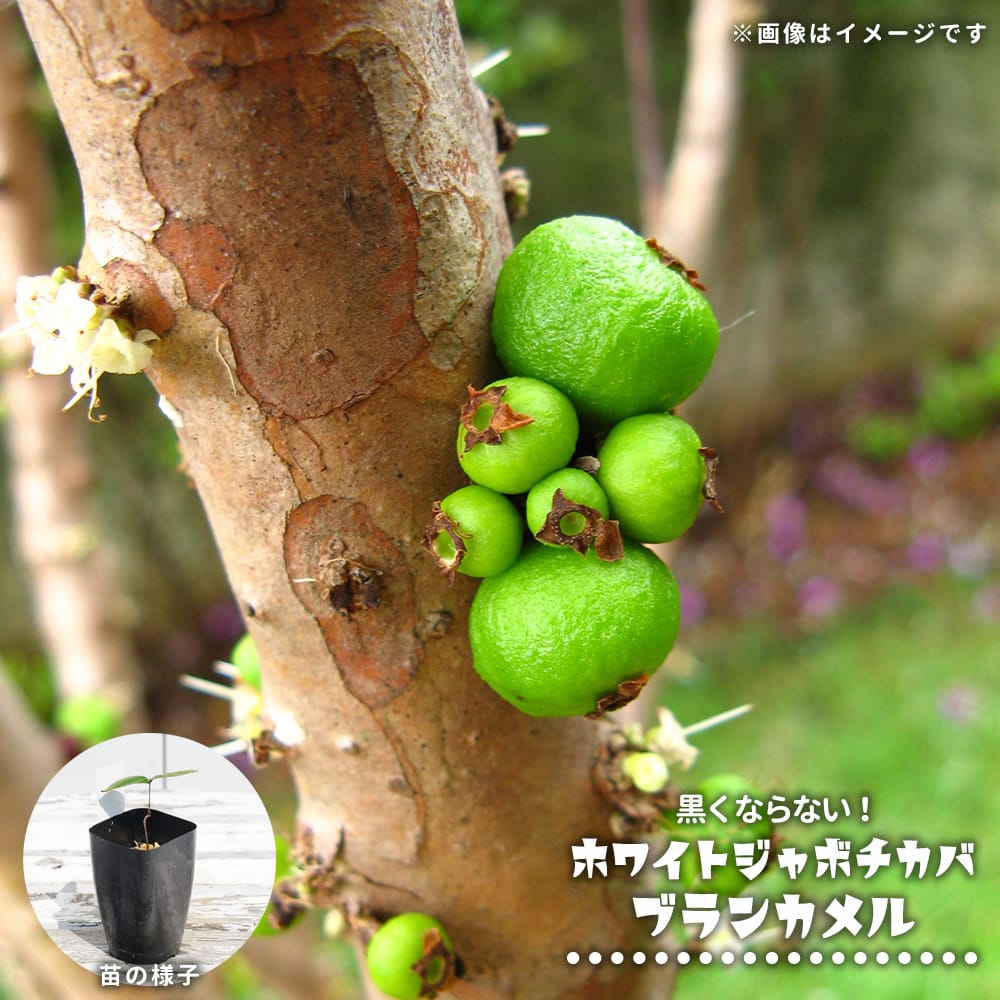 ジャボチカバ ブランカメル 