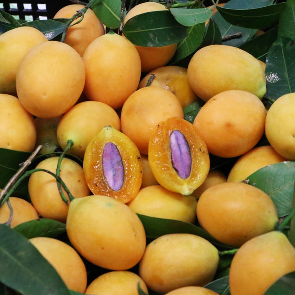 プラムマンゴー プラムマンゴー 苗 販売 苗木部 By 花ひろばオンライン