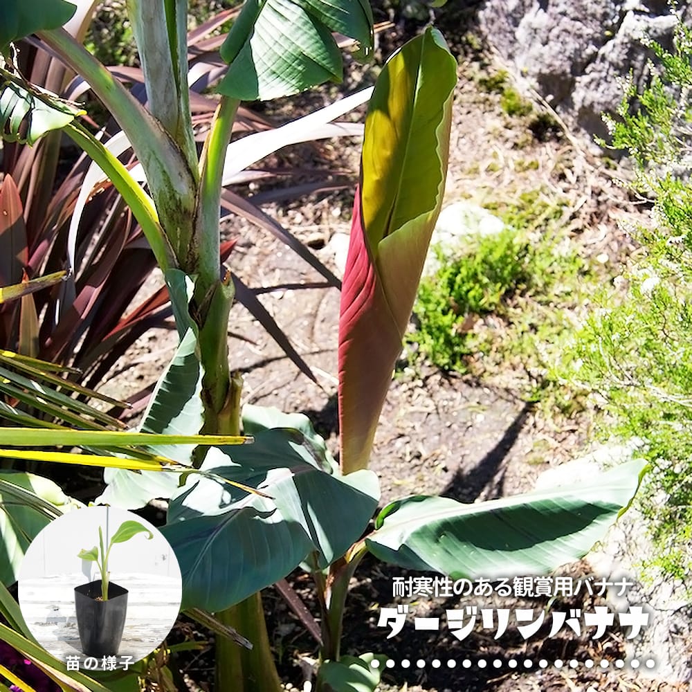 バナナ ダージリンバナナ（実生） 