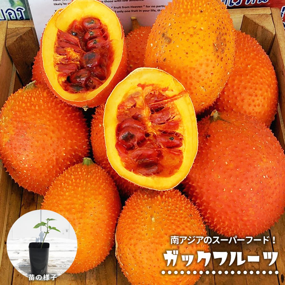 ガックフルーツ ガックフルーツ 
