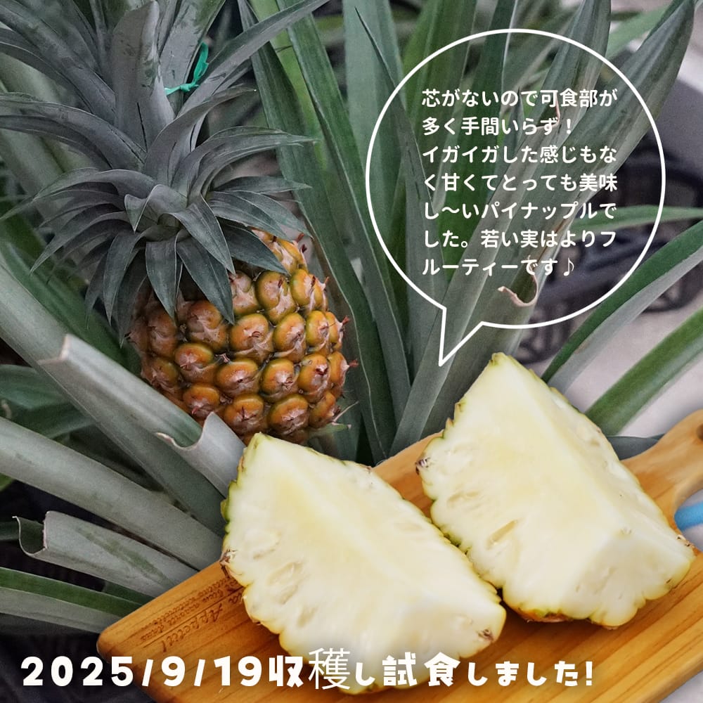 パイナップル ホワイトシュガーローフ 4