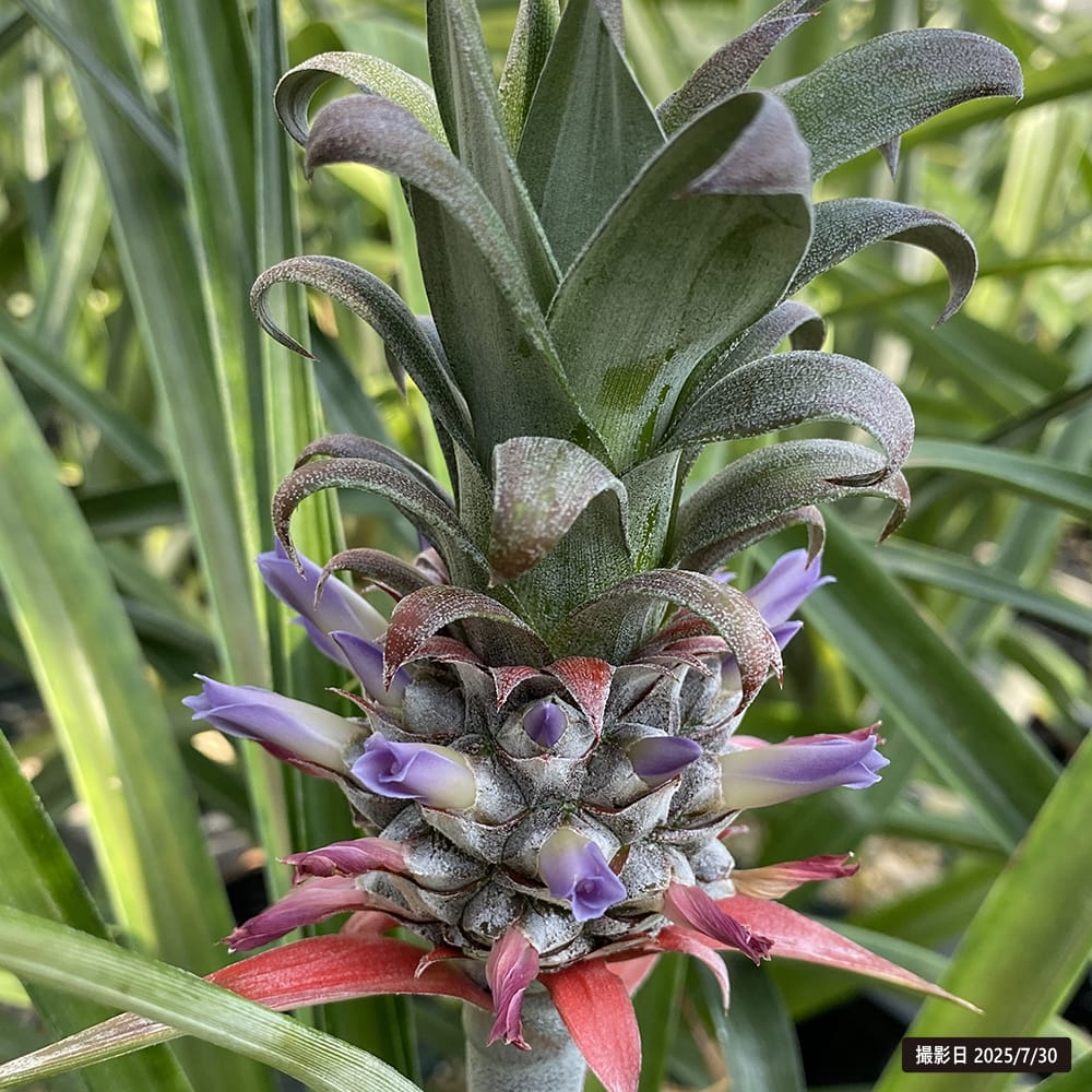 パイナップル ホワイトシュガーローフ 3