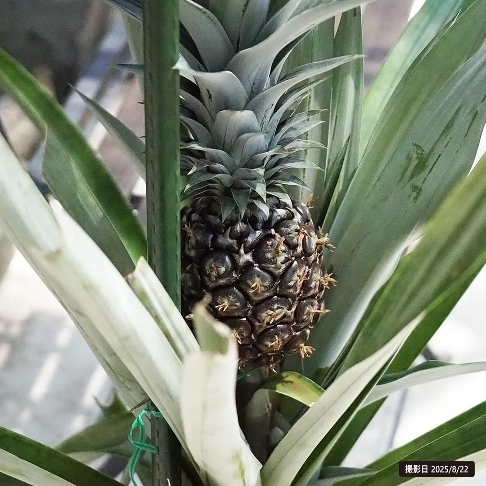 パイナップル ホワイトシュガーローフ 2