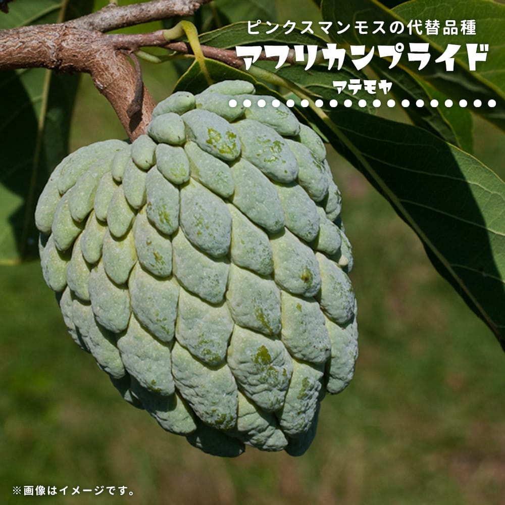 アテモヤ アフリカンプライド 