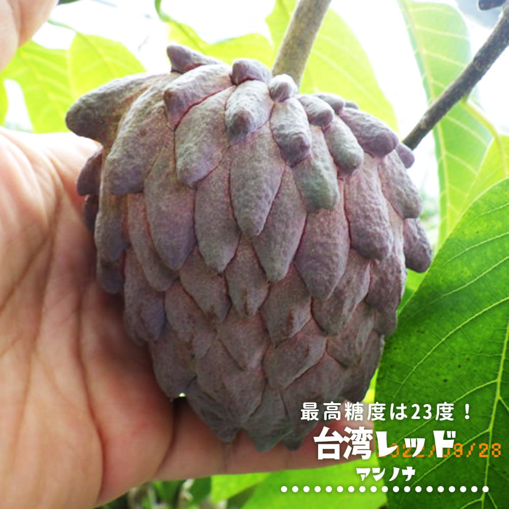 アテモヤ 台湾レッド 