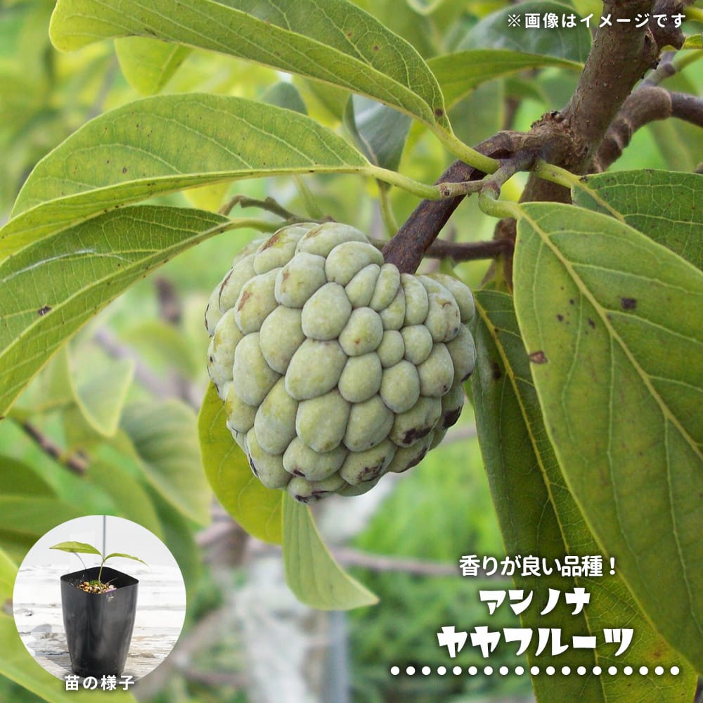 バンレイシ アンノナ ヤヤフルーツ 