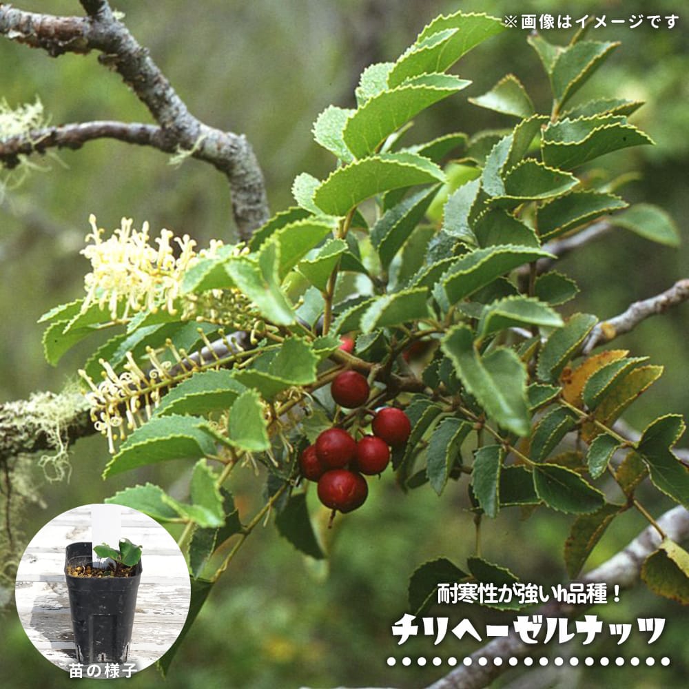 ヘーゼルナッツ チリ 