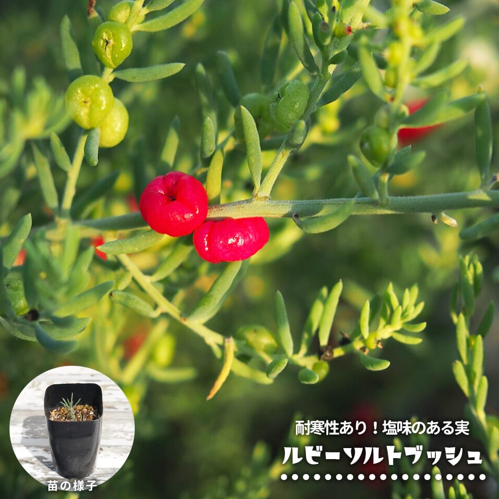 ソルトブッシュ ルビーソルトブッシュ 