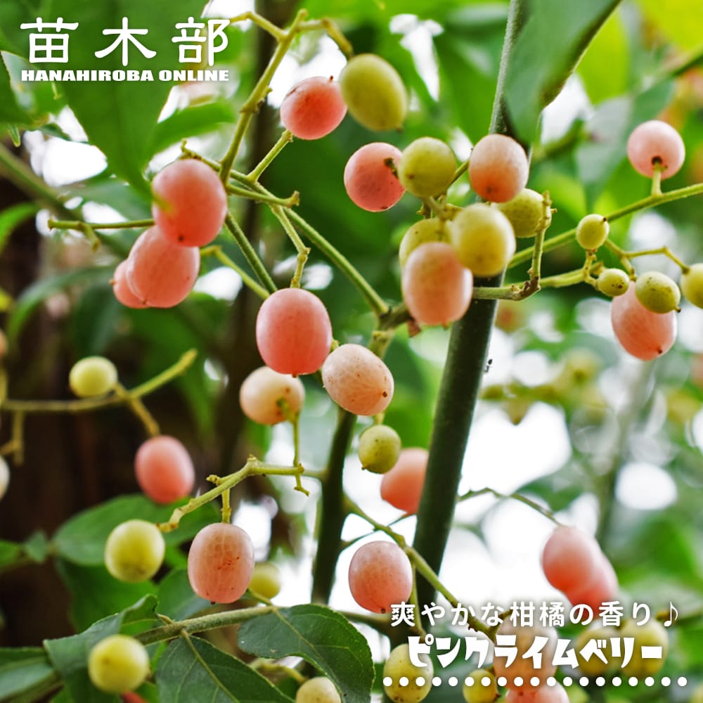 柑橘 ピンクライムベリー 