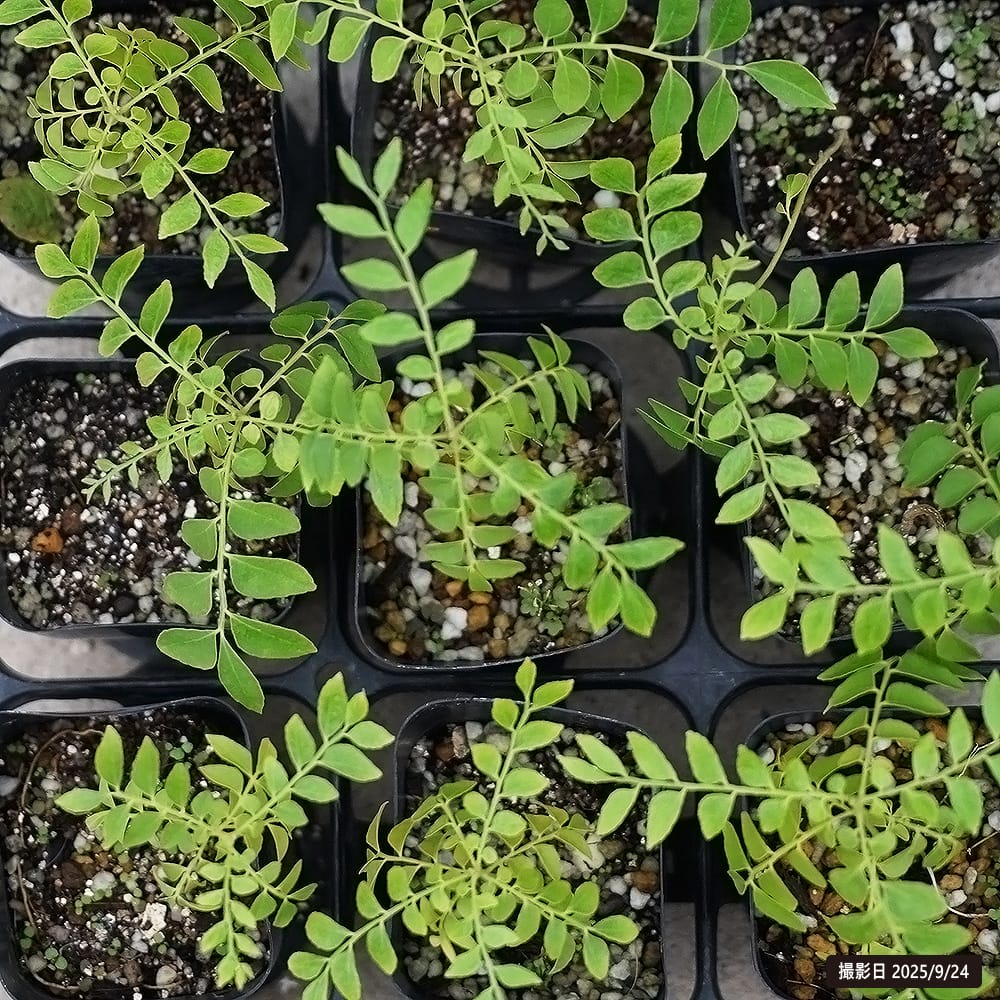 柑橘 ピンクライムベリー 1