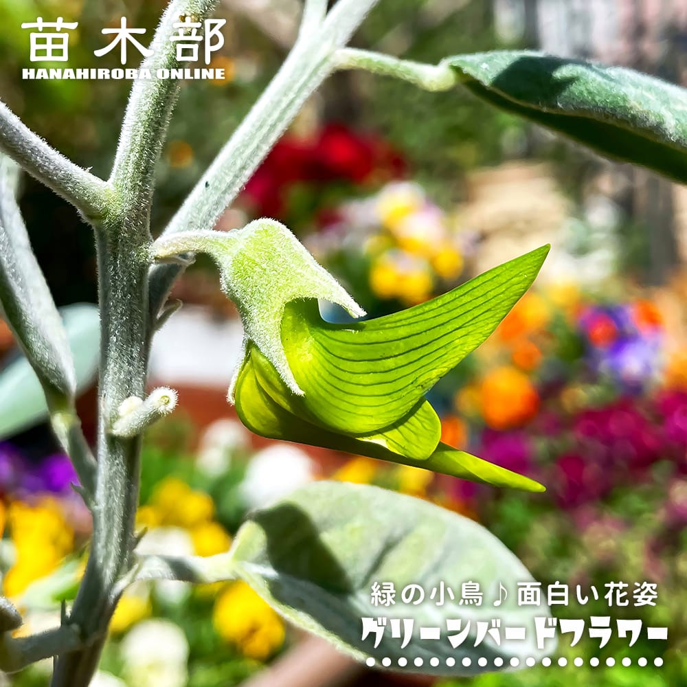 グリーンバードフラワー グリーンバードフラワー 
