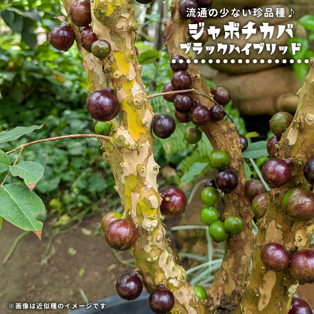 ジャボチカバ ブラックハイブリッド 苗 販売 苗木部 By 花ひろばオンライン