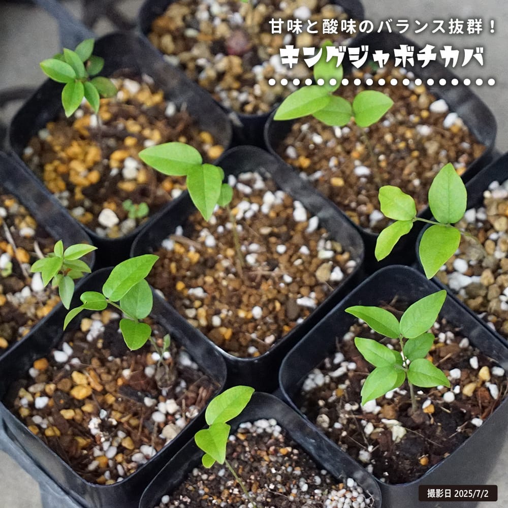 ジャボチカバ キングジャボチカバ 