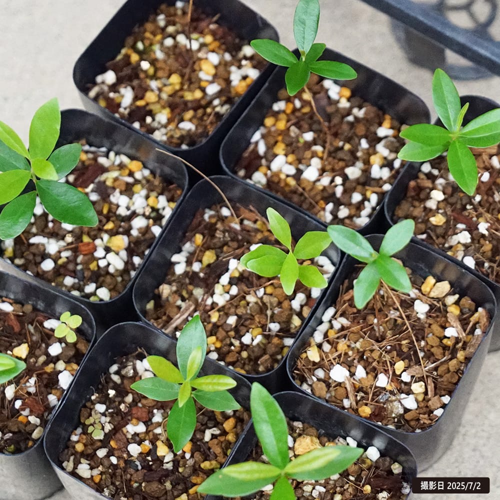 セレージャ オレンジ 1