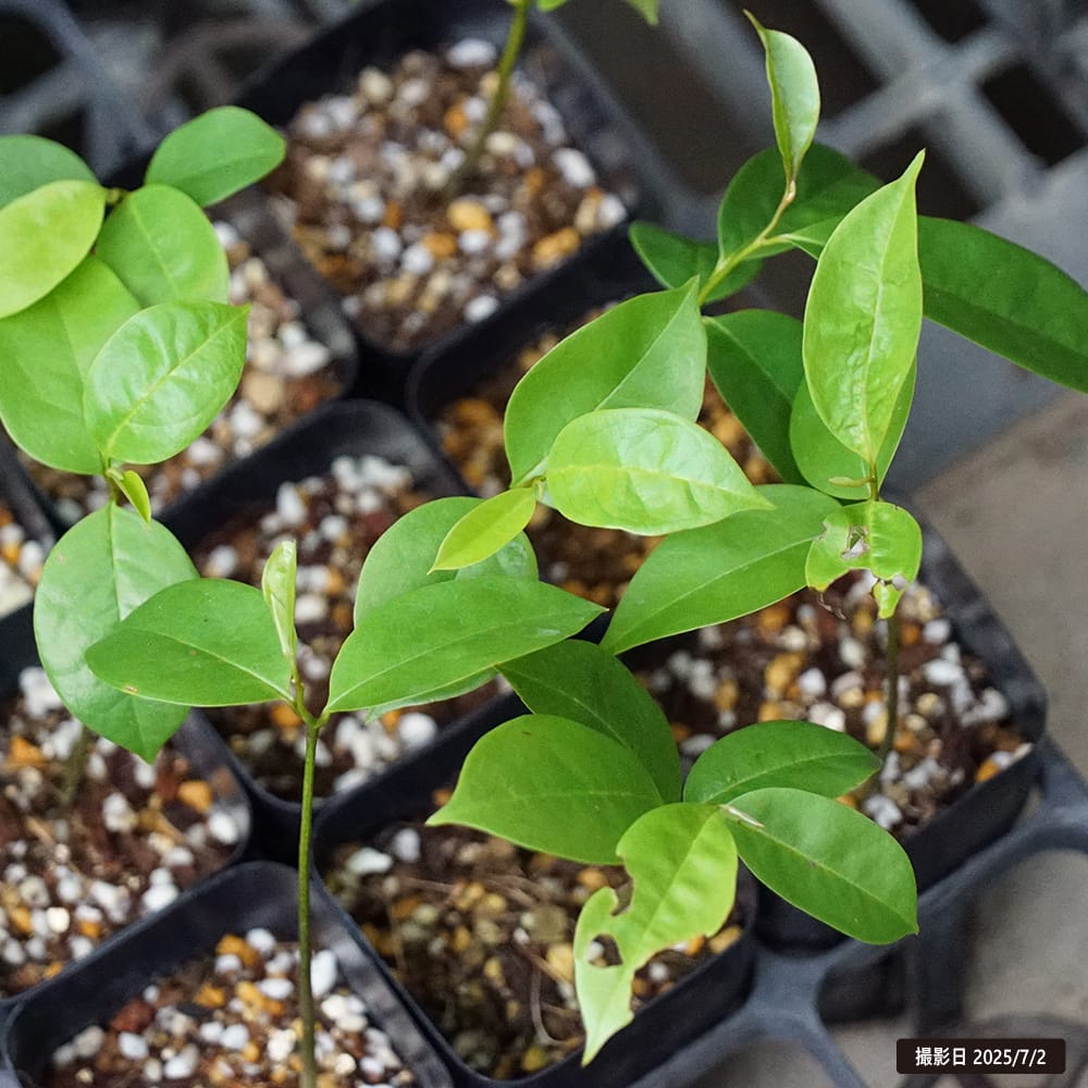 トゲバンレイシ トゲバンレイシ 3