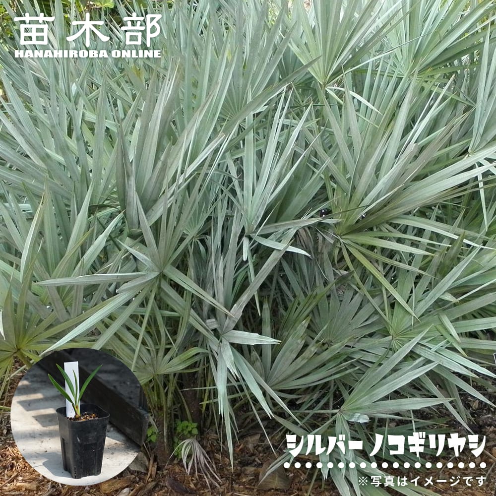 ヤシ シルバーノコギリヤシ 