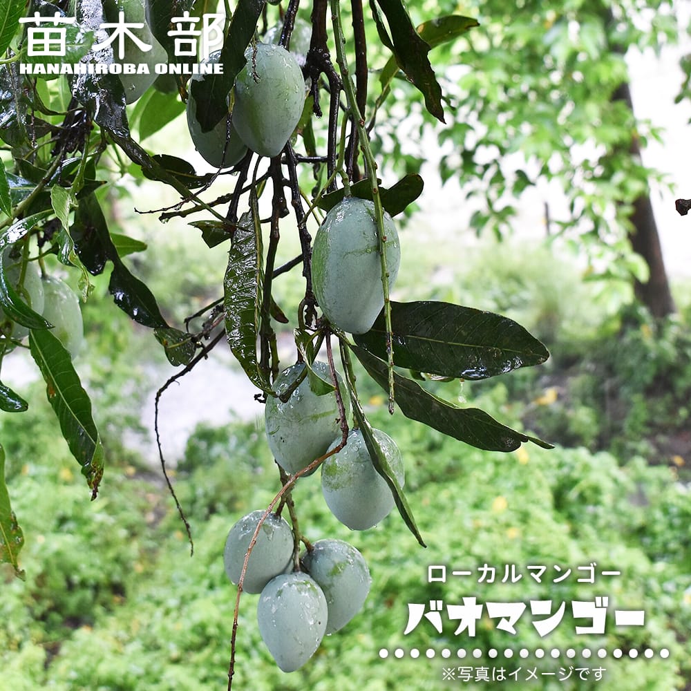 マンゴー バオマンゴー 苗 販売 苗木部 By 花ひろばオンライン