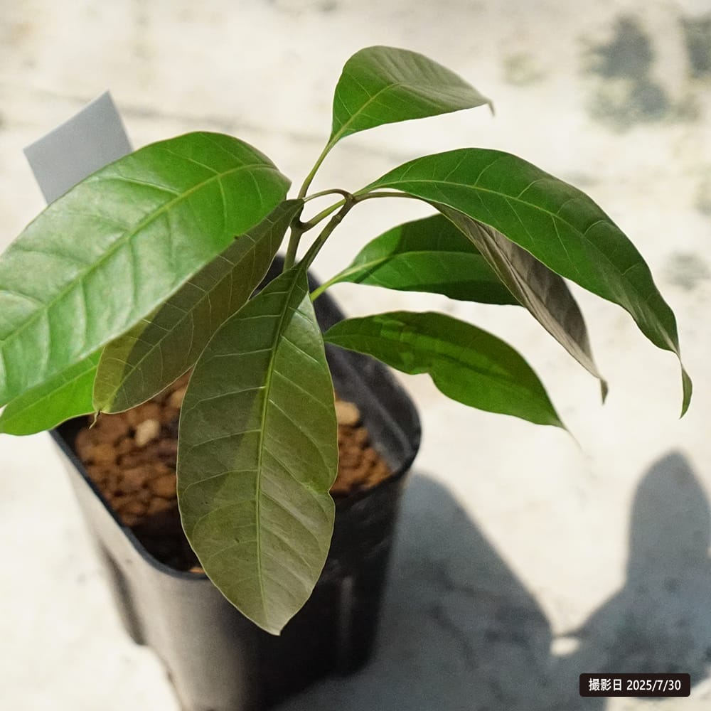 マンゴー バオマンゴー 苗 販売 苗木部 By 花ひろばオンライン