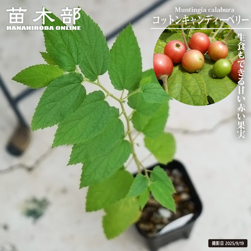 コットンキャンディーベリー コットンキャンディーベリー 