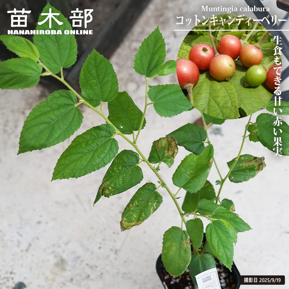 コットンキャンディーベリー コットンキャンディーベリー 