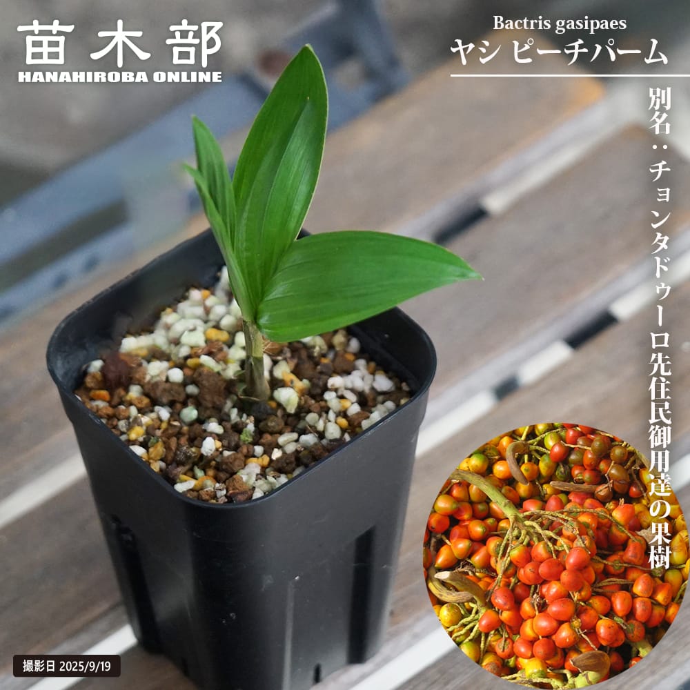 ヤシ ピーチパーム 