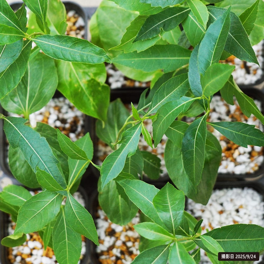 バオバブ マダガスカルバオバブ 2