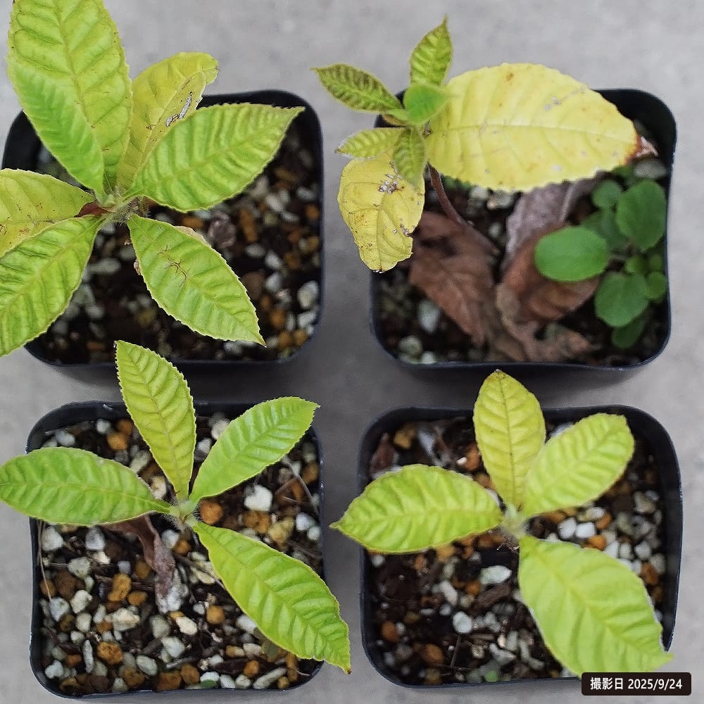 アルトカルプス タマラン 1