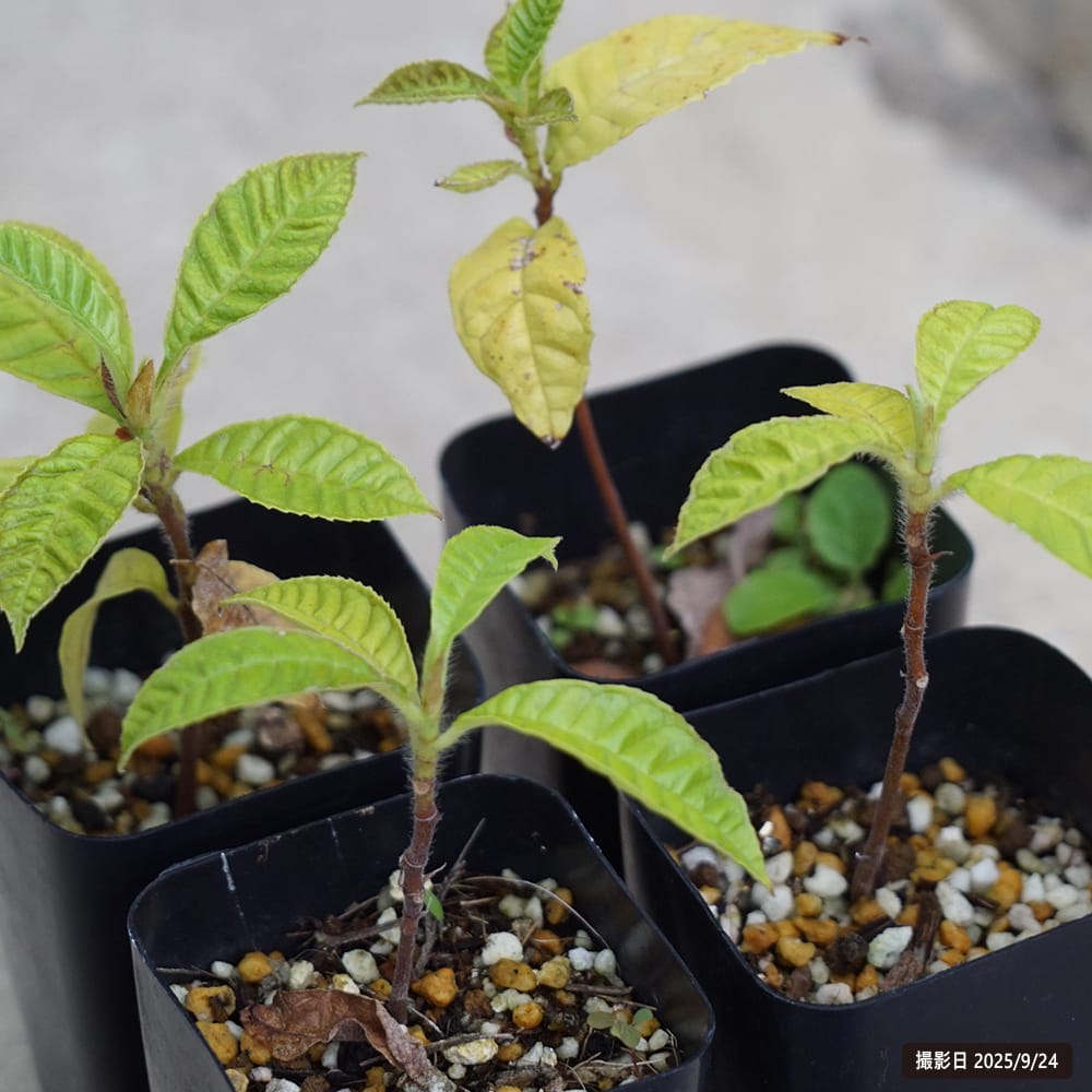 アルトカルプス タマラン 2