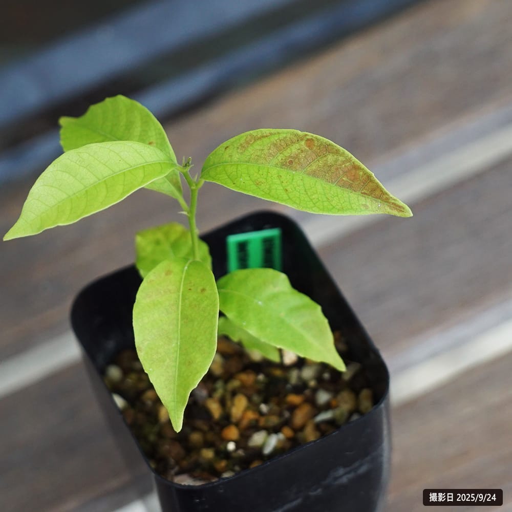 スイートタマラン 苗 販売 苗木部 By 花ひろばオンライン