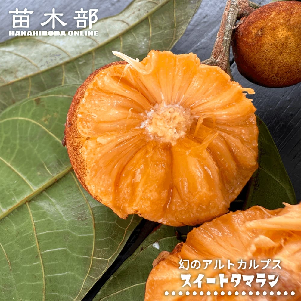 アルトカルプス スイートタマラン 