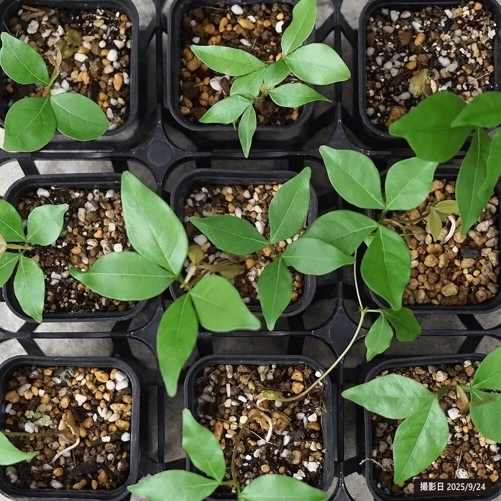 アイスクリームビーン バナナアイスクリームビーン 3