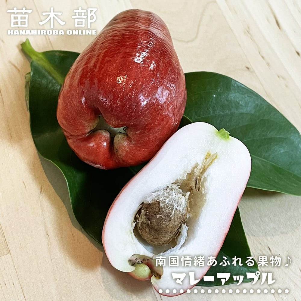 レンブ マレーアップル 