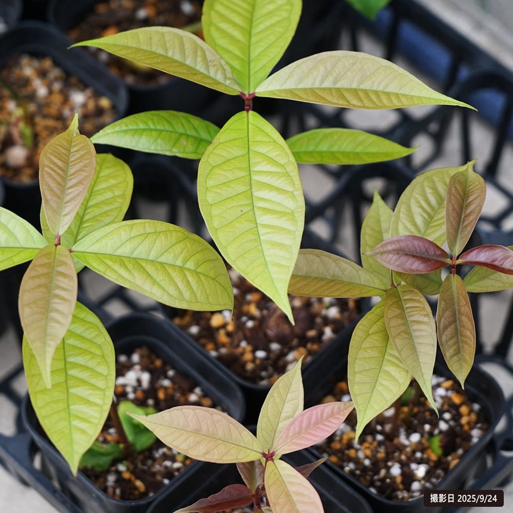 レンブ マレーアップル 3