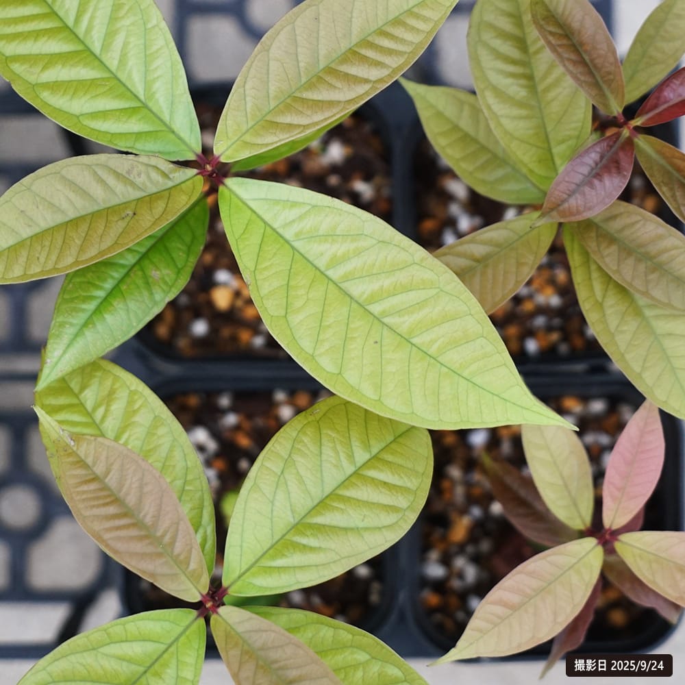 レンブ マレーアップル 4