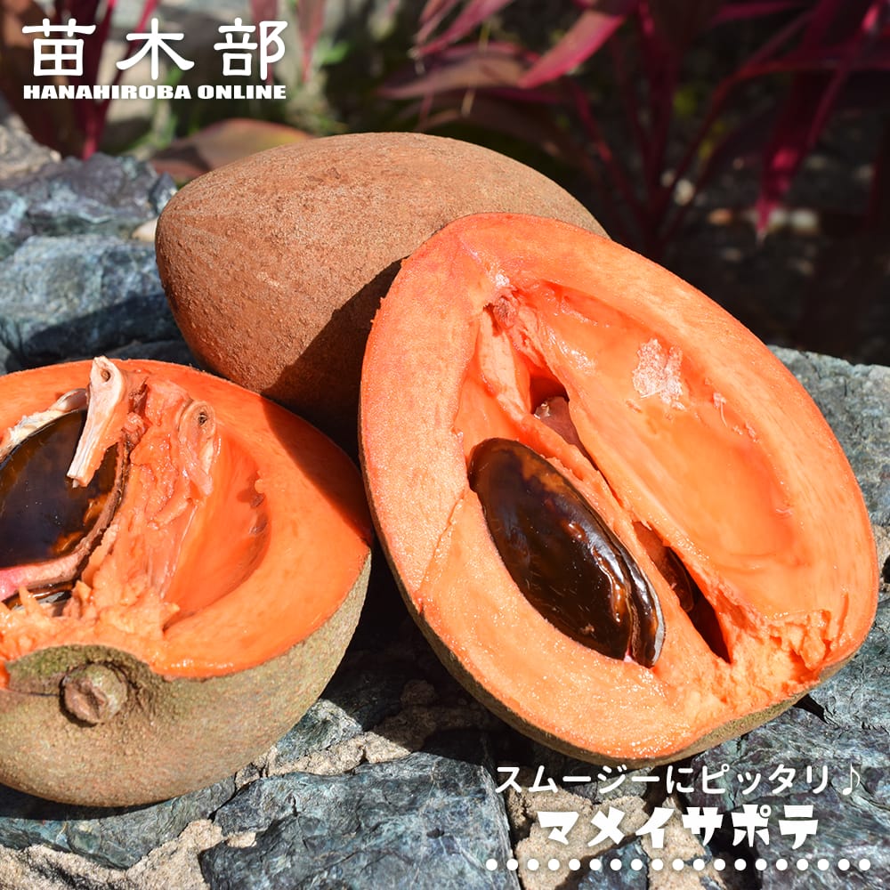 マメイサポテ マメイサポテ 