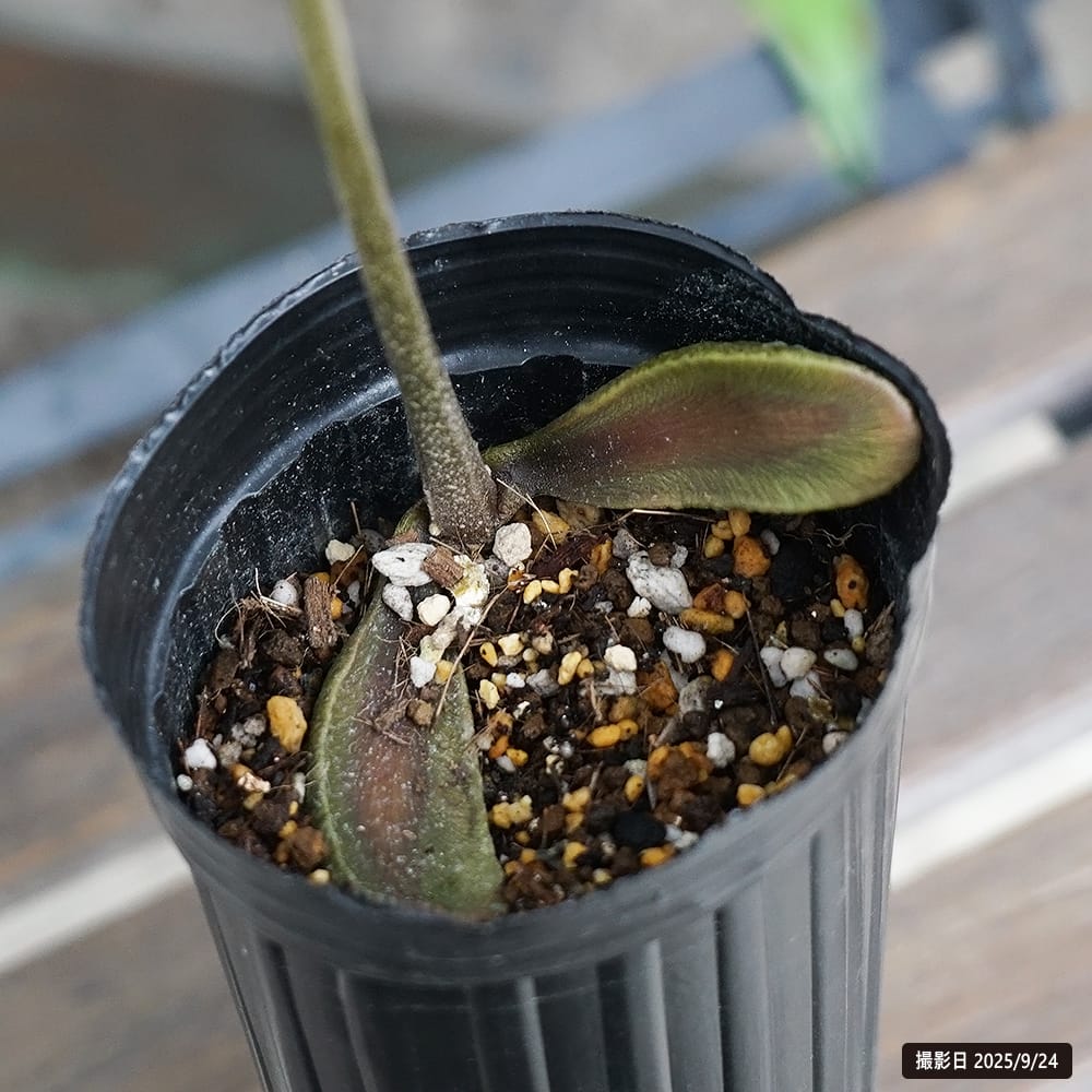 マメイサポテ マメイサポテ 1