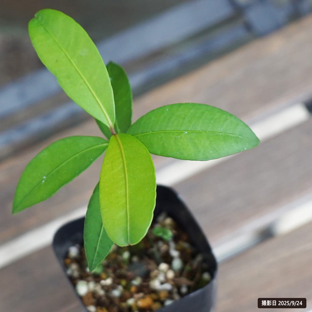 バクリパリ 苗 販売 苗木部 By 花ひろばオンライン