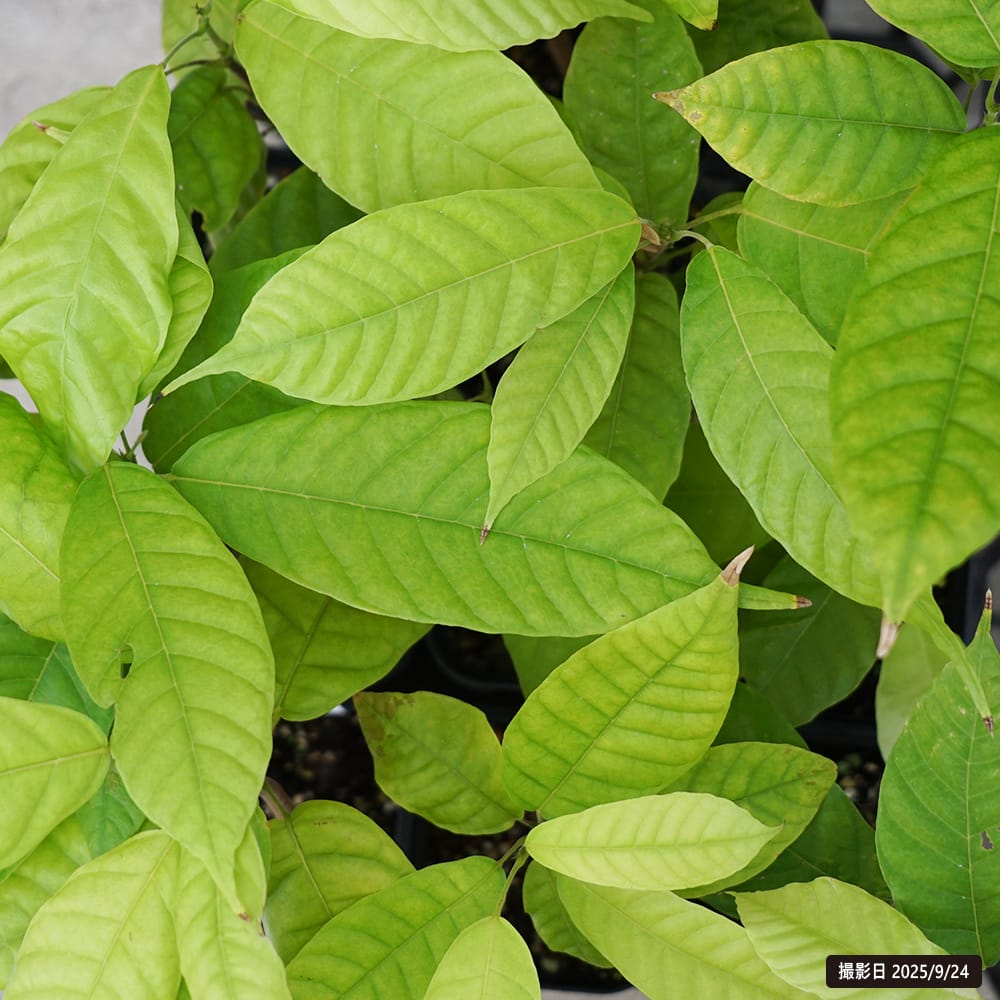 カカオ トリニタリオ種 バンピーチェリー 苗 販売 苗木部 By 花ひろば