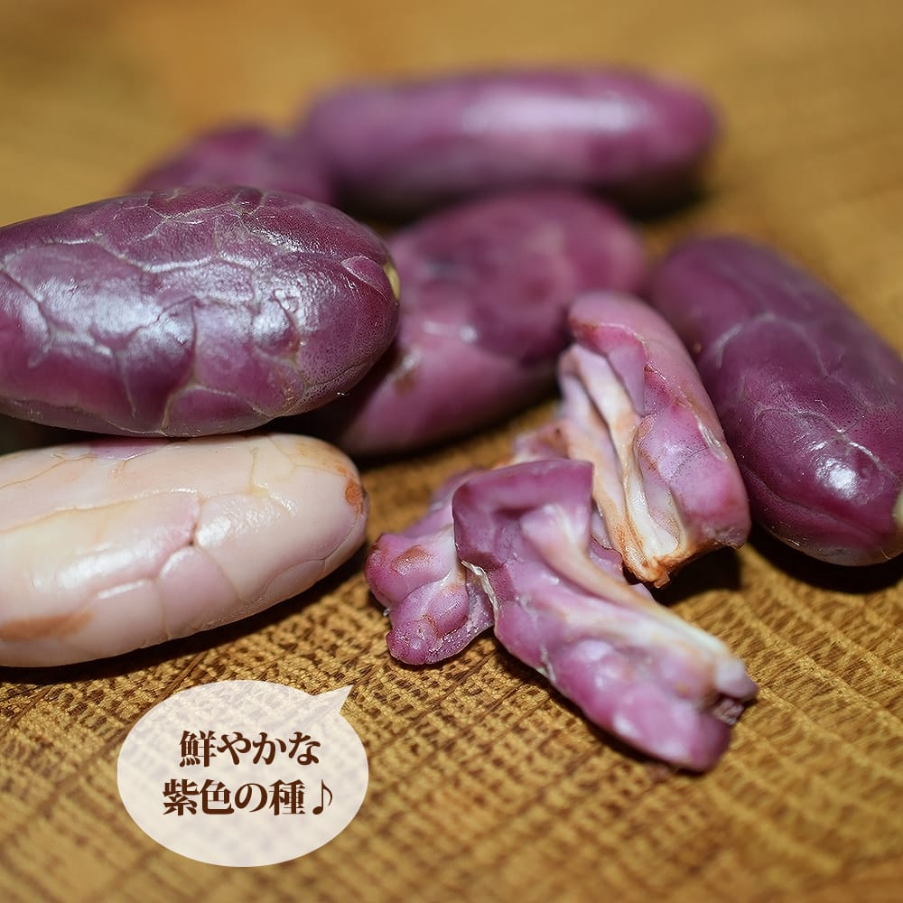 カカオ トリニタリオ種 バンピーチェリー 苗 販売 苗木部 By 花ひろば