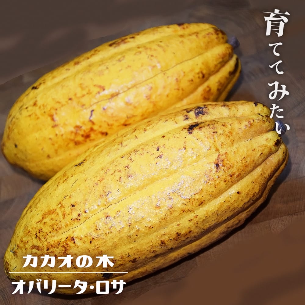 カカオ オバリータ ロサ 