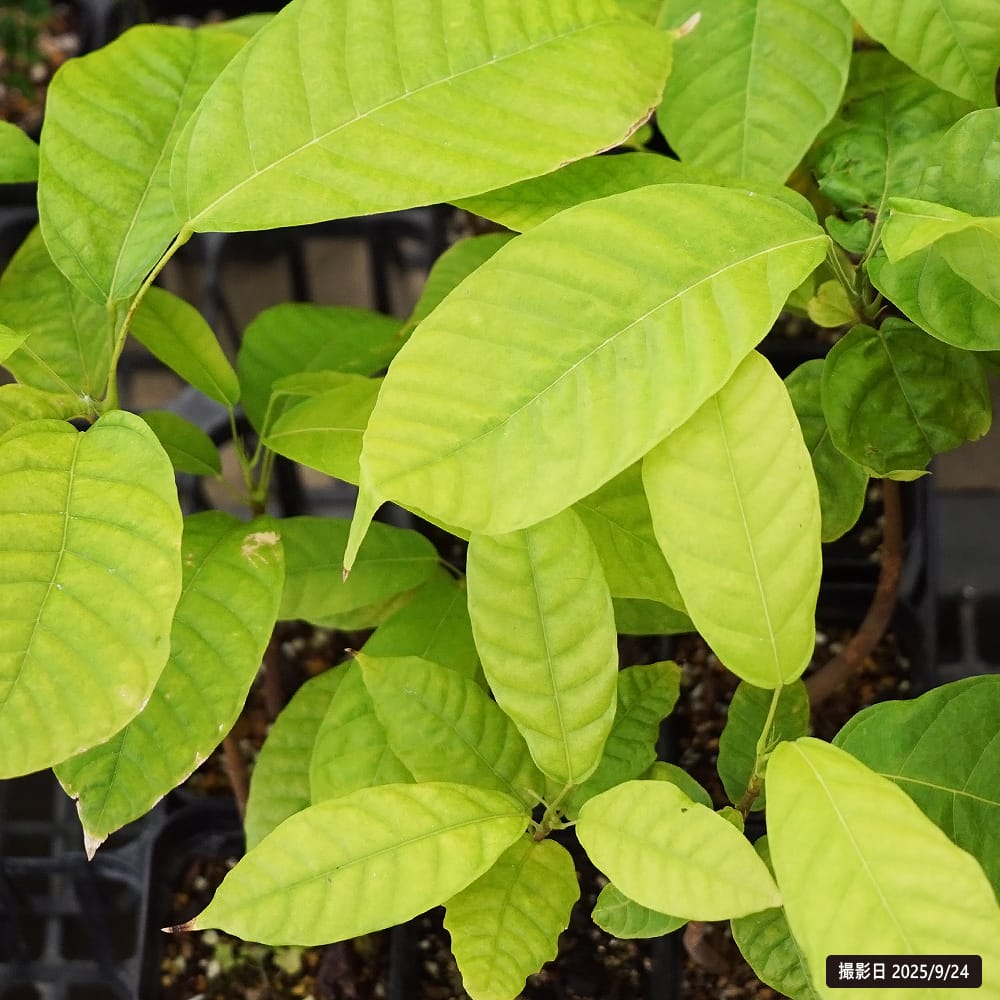 カカオ トリニタリオ種 オバリータ ロサ 苗 販売 苗木部 By 花ひろば