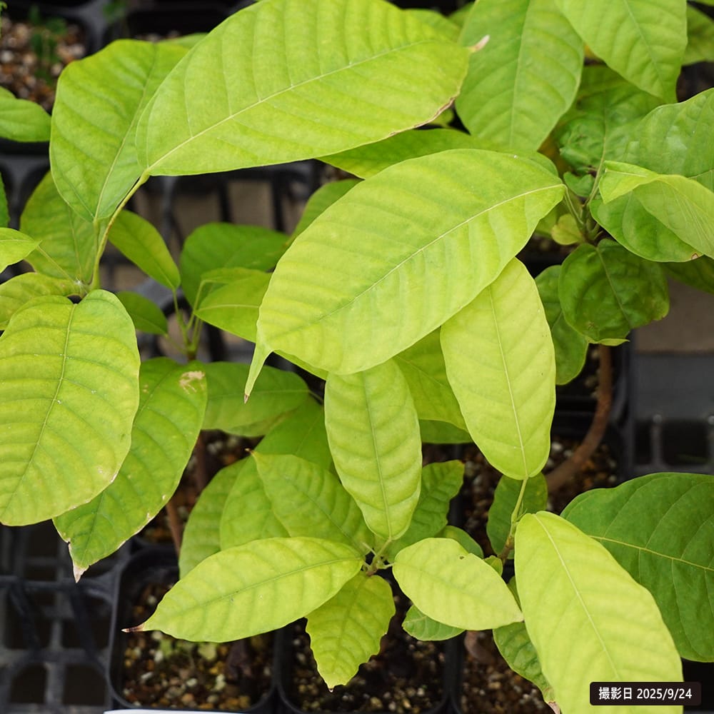 カカオ トリニタリオ種 オバリータ ロサ 苗 販売 苗木部 By 花ひろば