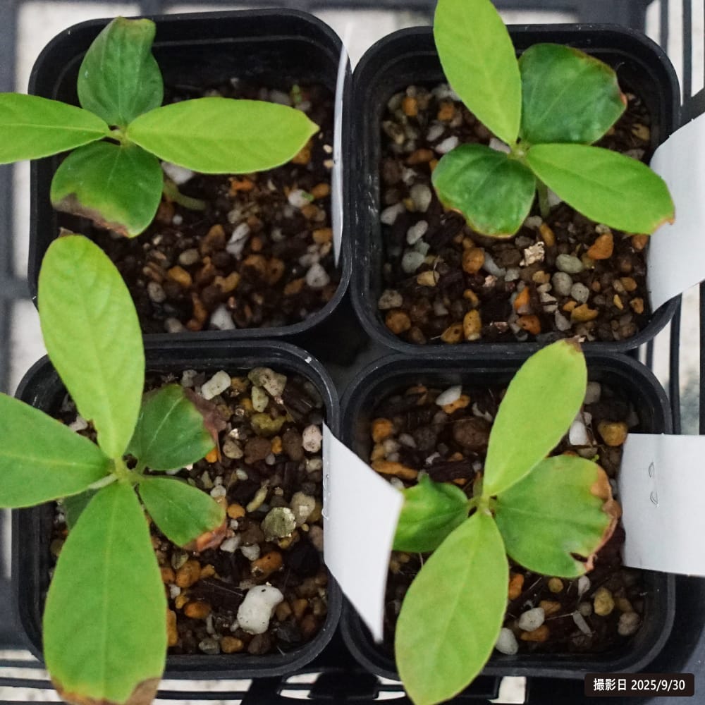 バカウレア・ラセモサ メテング 1