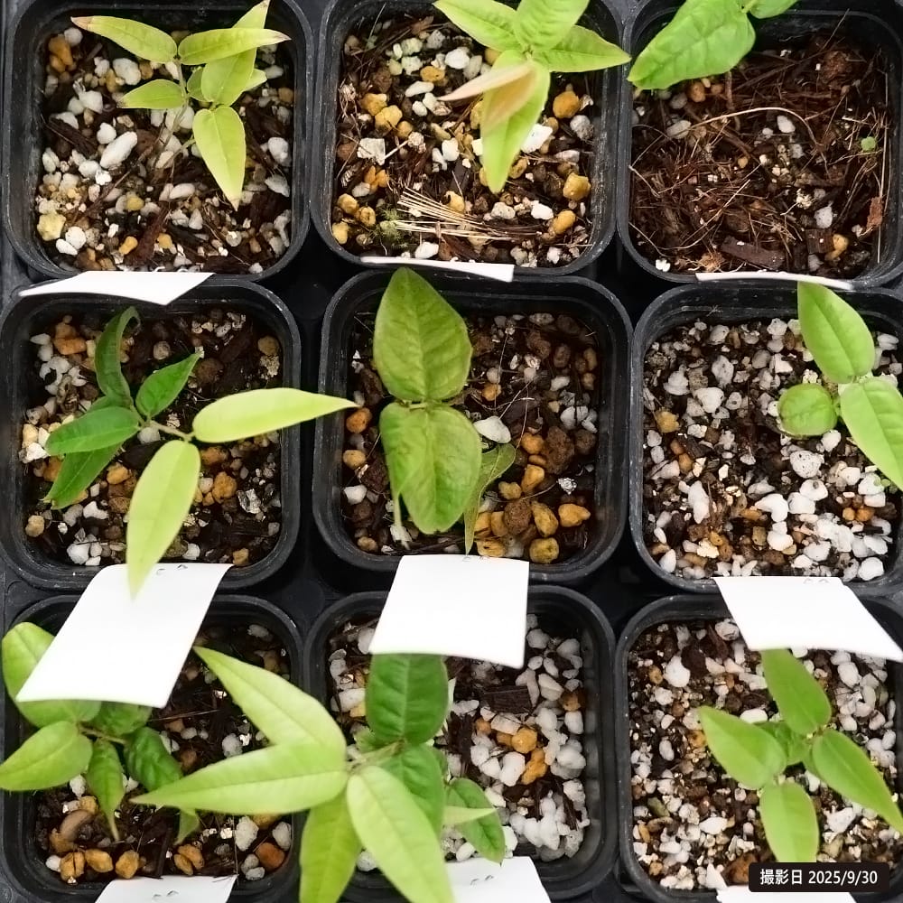 ジャボチカバ レモングラス 1