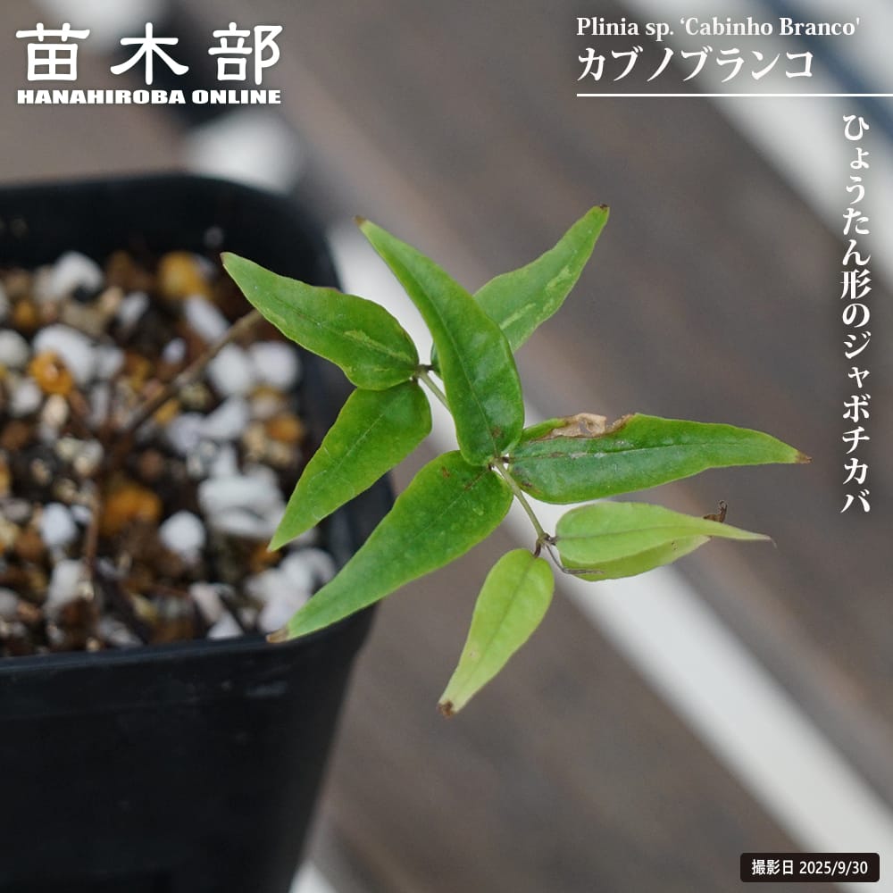 ジャボチカバ カブノブランコ 苗 販売 苗木部 By 花ひろばオンライン