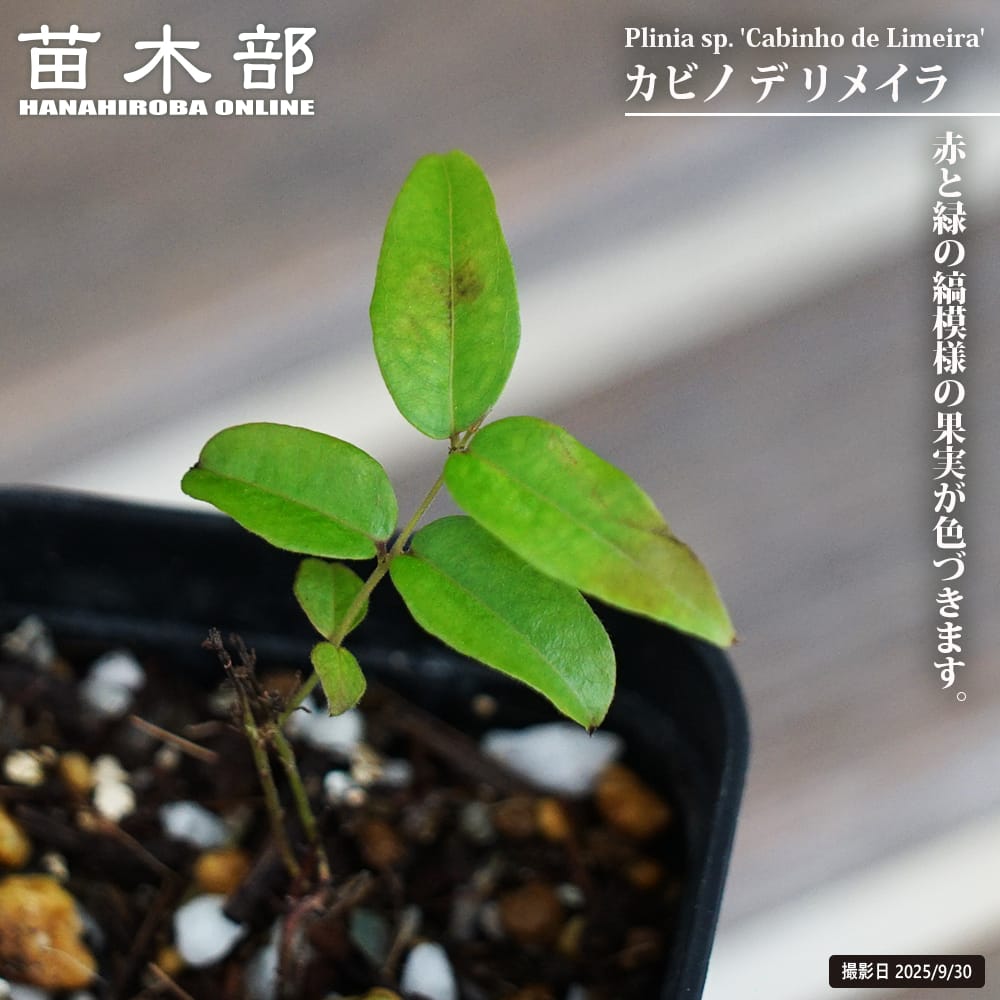 ジャボチカバ カビノ デ リメイラ 苗 販売 苗木部 By 花ひろばオンライン