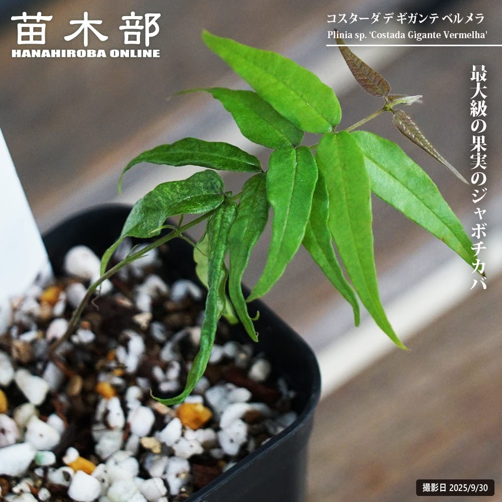 ジャボチカバ コスターダ デ ギガンテ ベルメラ 1