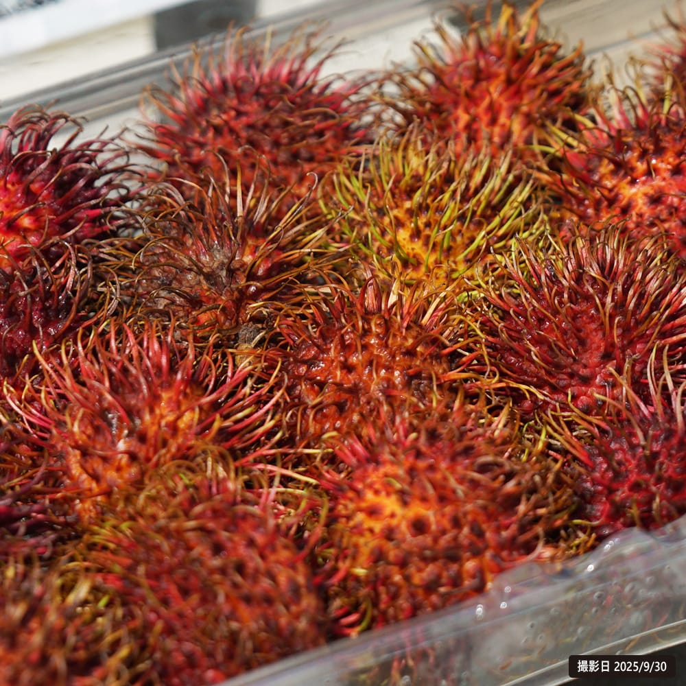 ランブータン R162 2